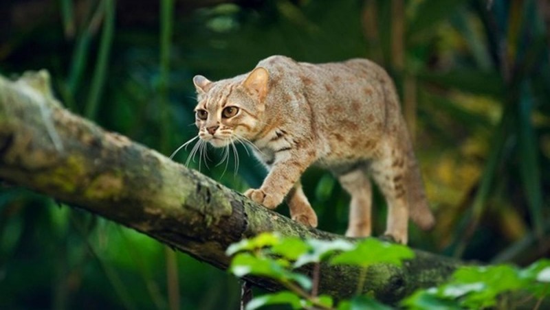 Рыжая пятнистая кошка Prionailurus rubiginosus