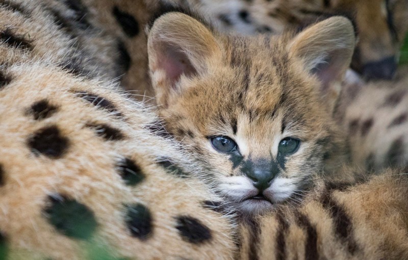 Дикая кошка Оцелот