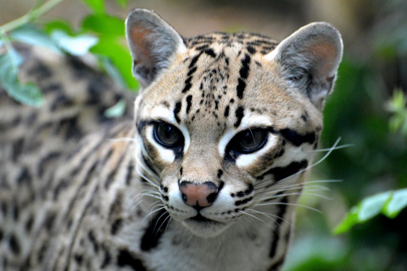 Рыжая пятнистая кошка Prionailurus rubiginosus