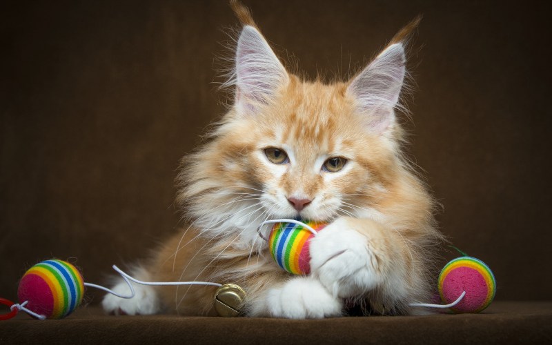 Кот играет