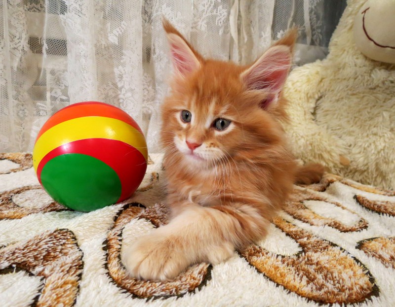Игривый котенок