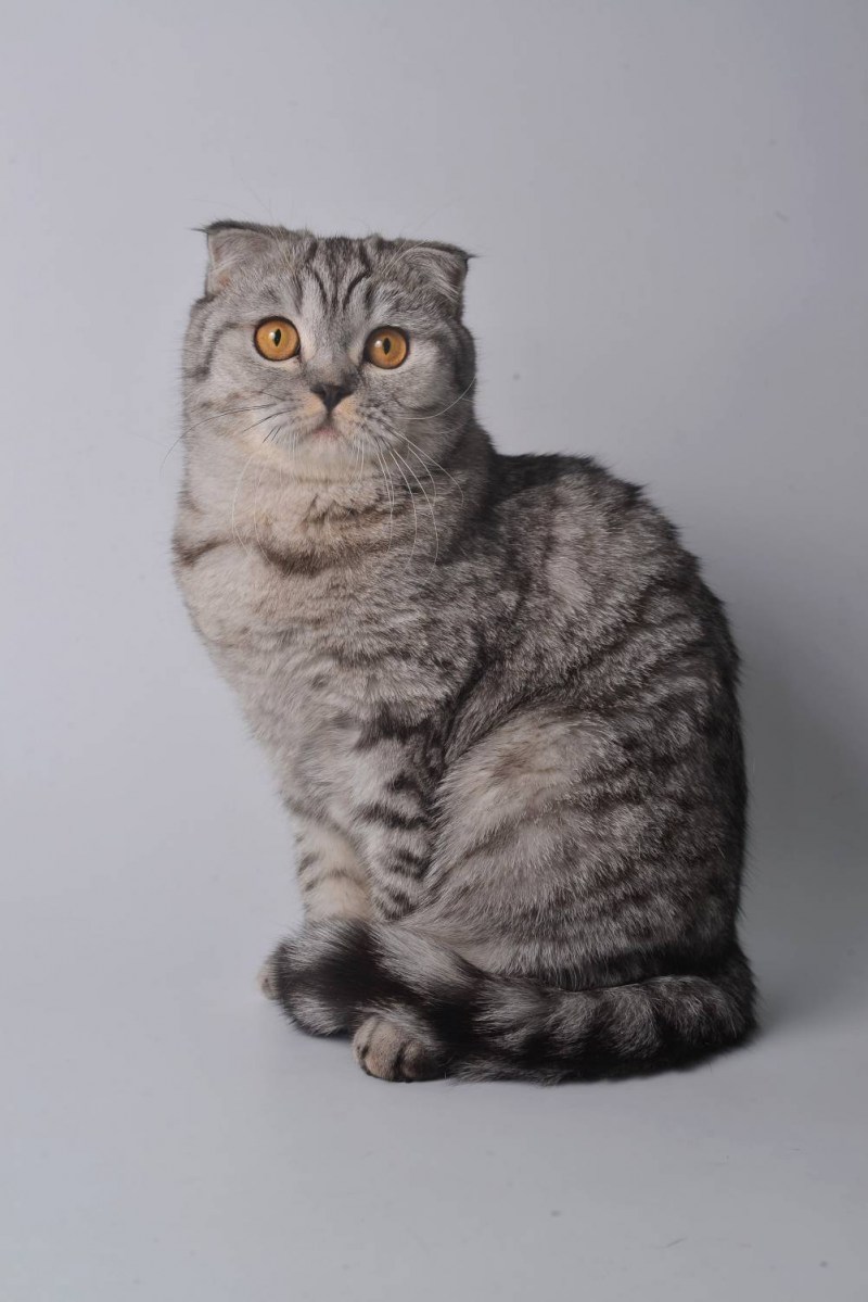 Скоттиш фолд Браун табби