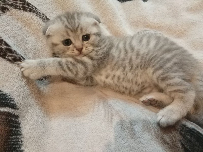 Шотландский страйт мраморный котенок