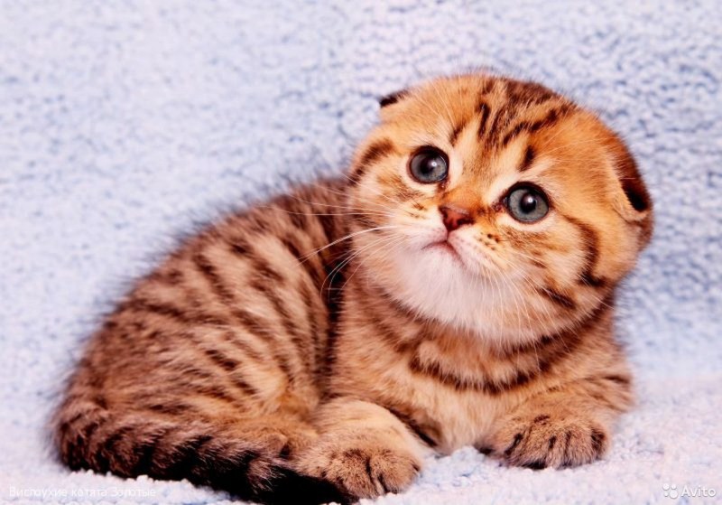 Котята Браун табби фолд