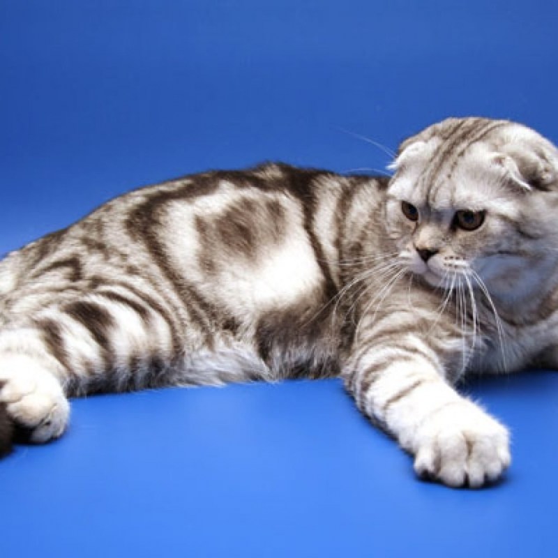 Шотландский кот расцветки