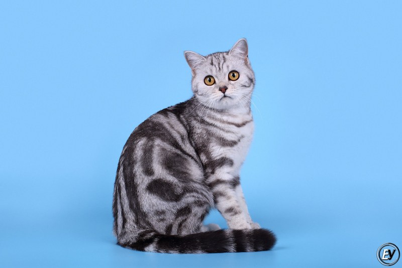 Шотландская вислоухая кошка вискас