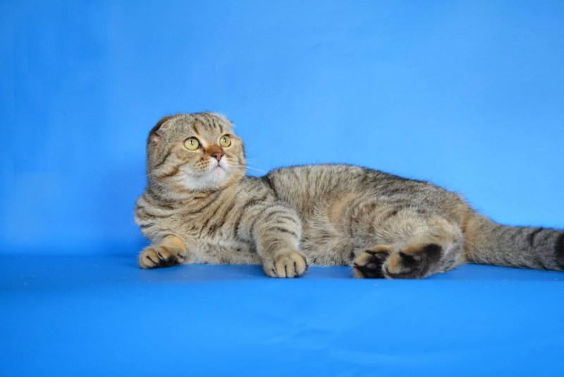 Шотландская вислоухая кошка окрас табби