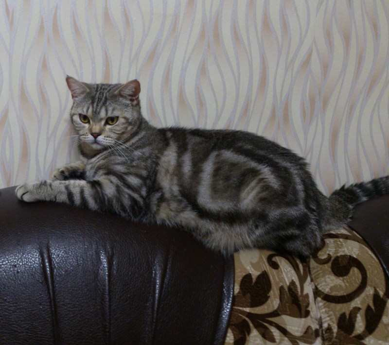 Шотландский Браун табби
