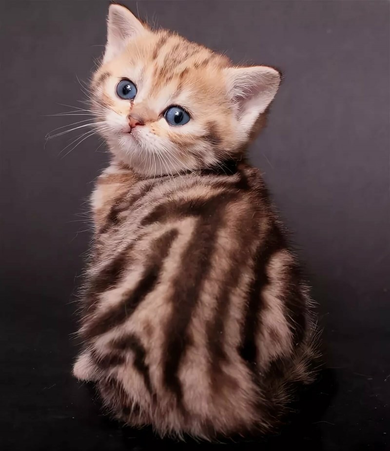 Котята вислоухие цвет Whiskas