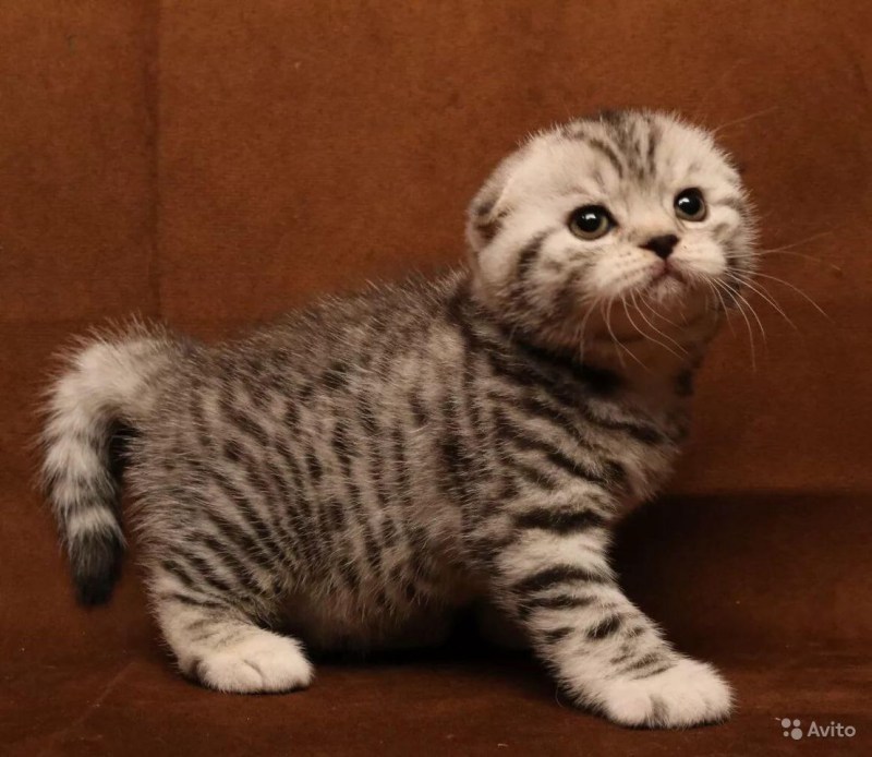 Шотландские котята тигровый табби