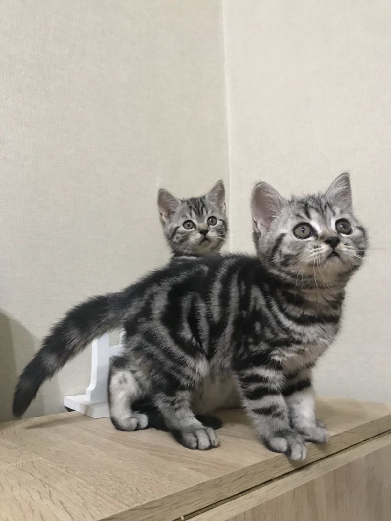 Британские котята окрас табби