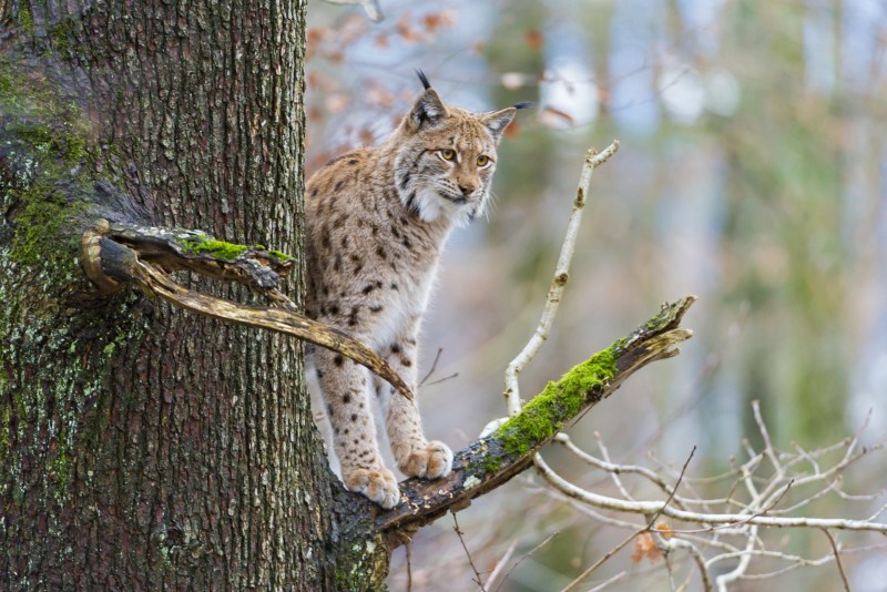 Рысь обыкновенная (Felis Lynx l.),