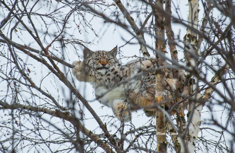 Кошка на Березе