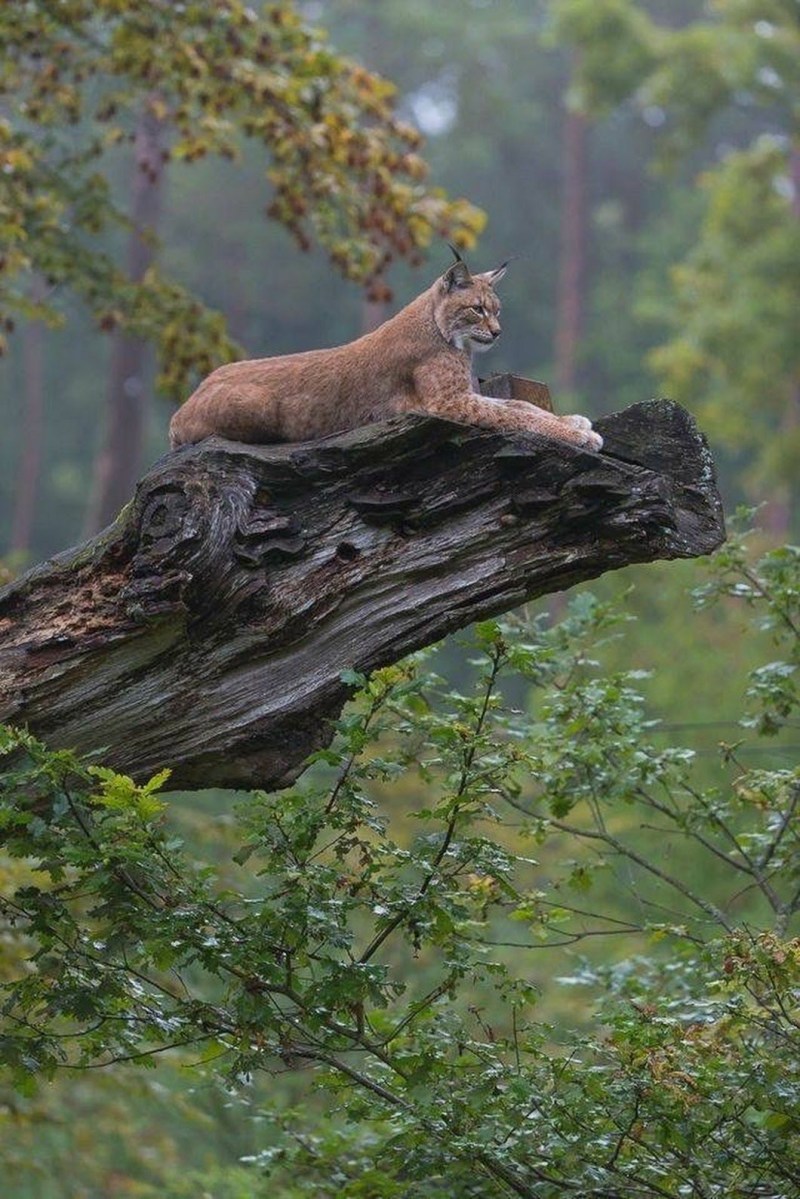 Дикие кошки в лесу