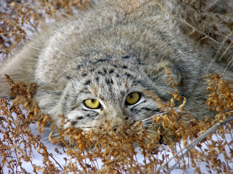 Кот Манул