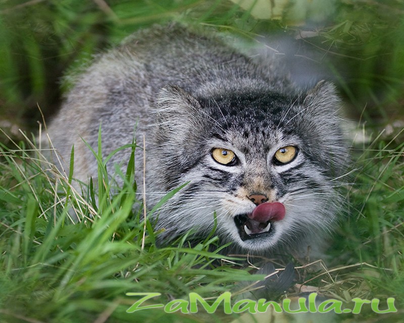 Манул или палласов кот