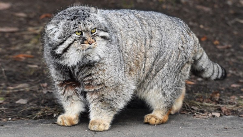 Манул (палласов кот)