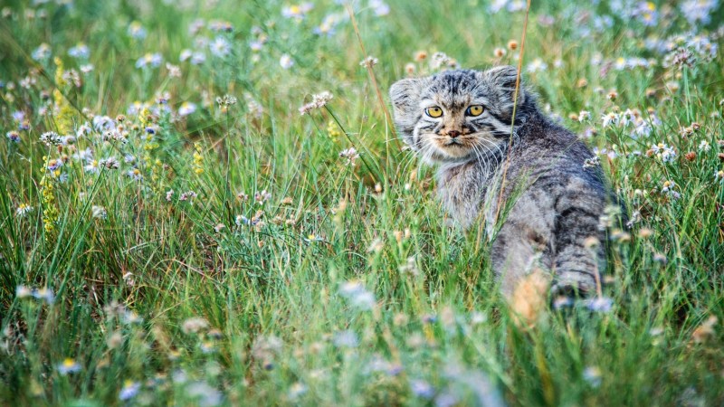 Дикая кошка Манул