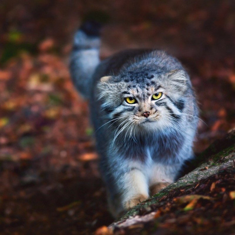 Дикая кошка Манул