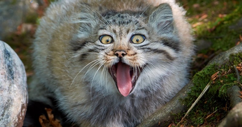 Кот Манул злой