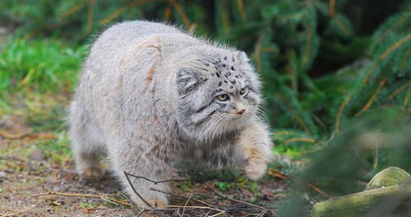 Степной кот Манул