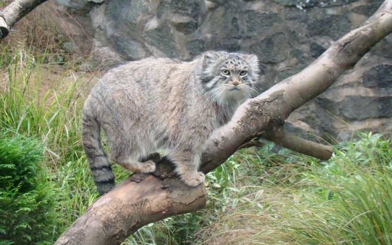Байкальский кот Манул