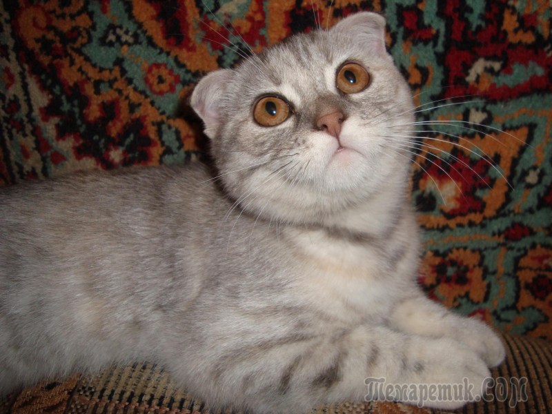 Британский метис кот вислоухий