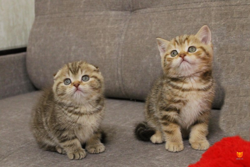 Котята метисы шотландцы