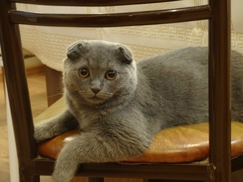 Мама с котятами метис экзота