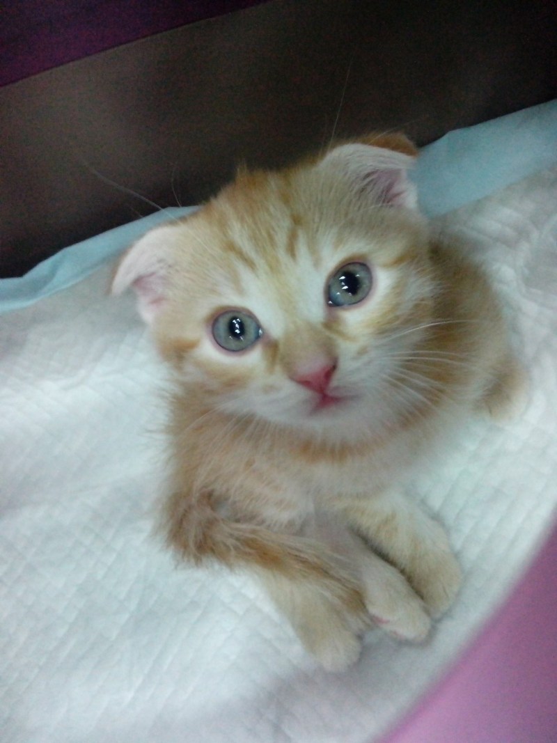 Метис шотландский вислоухий кот