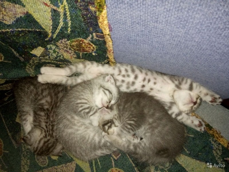 Как познакомиться с котенком