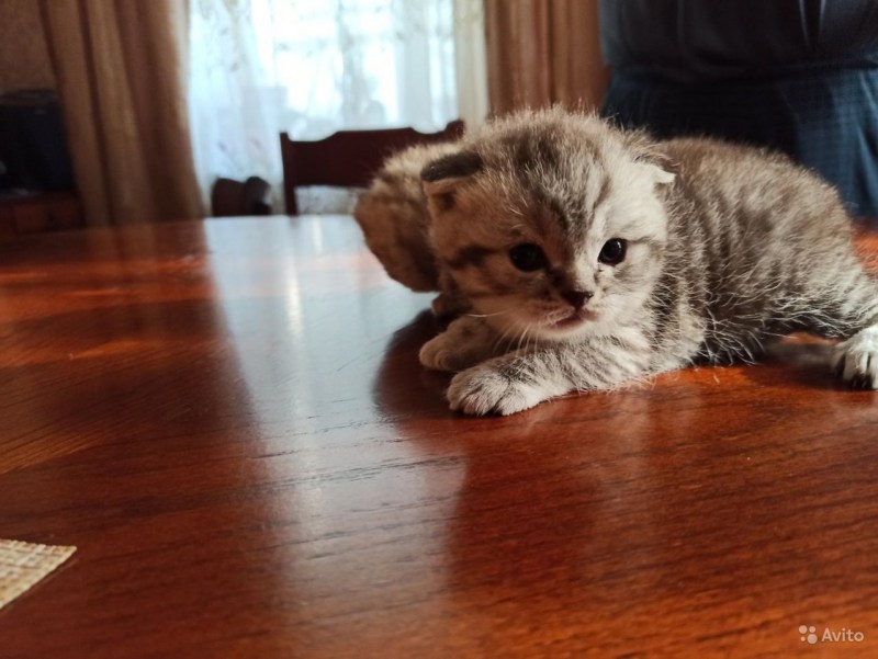Скоттиш фолд котенок девочка прямоухая