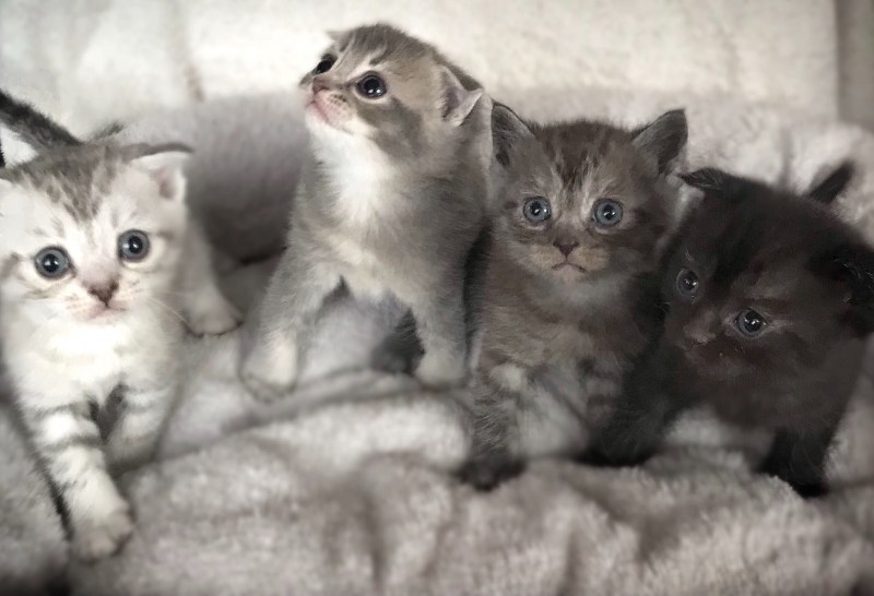 Вислоухая Камышовая кошка с коротким хвостом