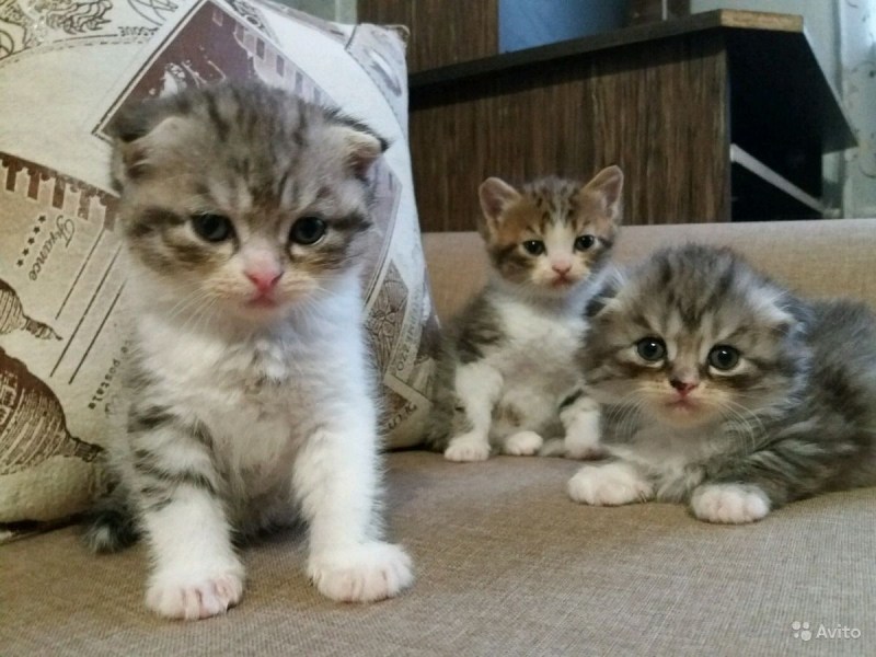 Продажа котят