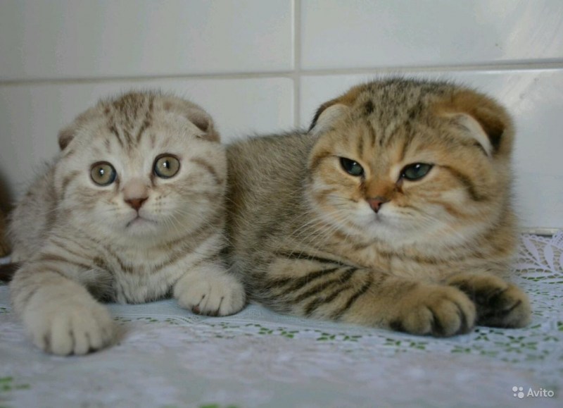 Тонкинская вислоухая кошка