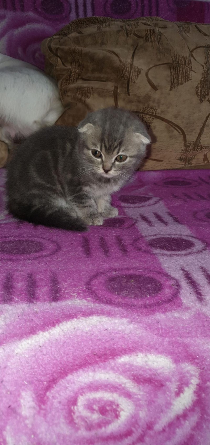 Кота для вязки шотландской вислоухой кошки