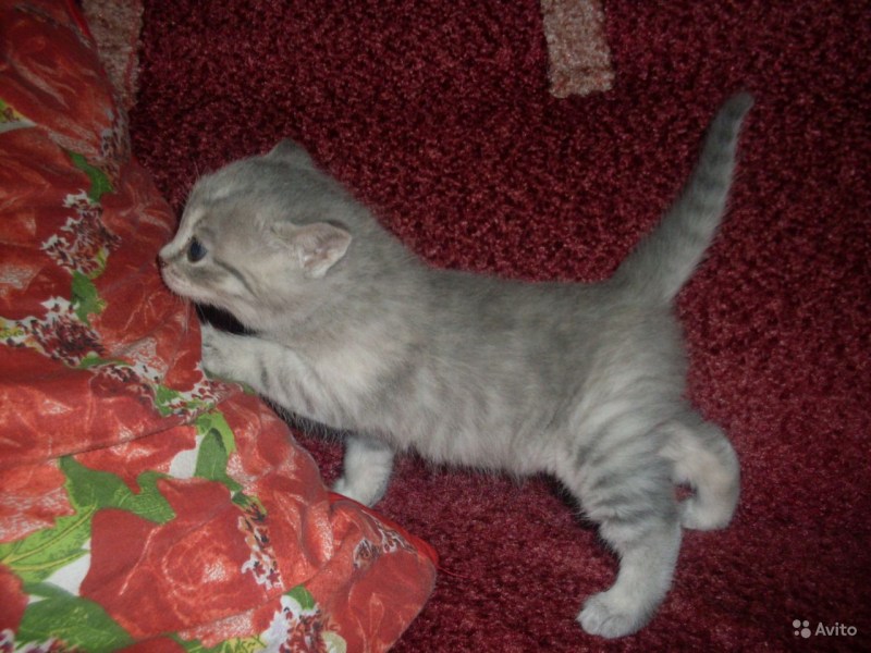 Коты шотландцы метисы