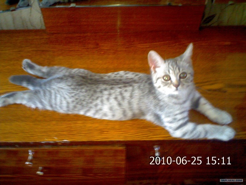 Ищу котенка