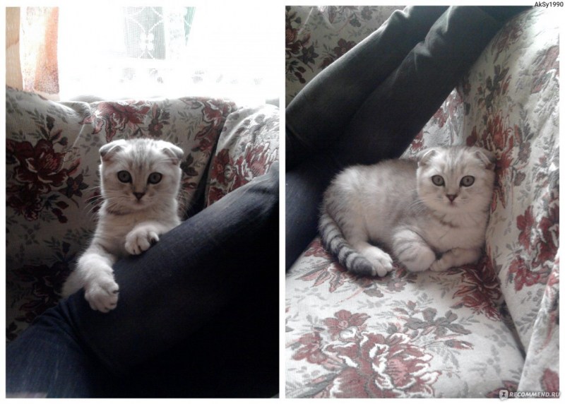 Пазл 1000 котята скоттиш фолд 1000-4154