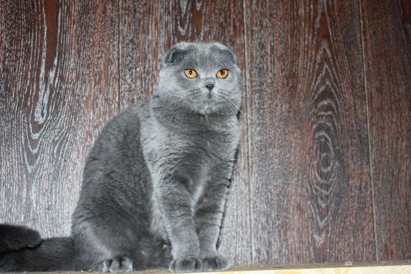 Коричневые Шотландские вислоухие котята