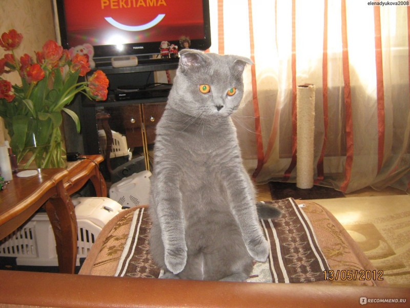 Шотландская вислоухая кошка связка с обычным котом