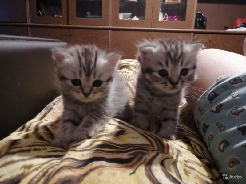 Пародия вислоухий кот