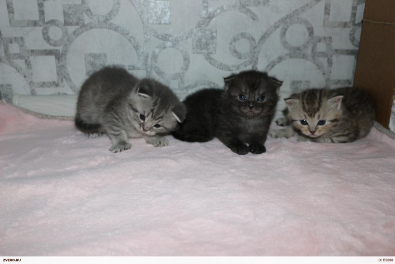 Шотландская вислоухая кошка в Израиле