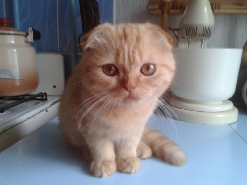 Вислоухие котята помесь