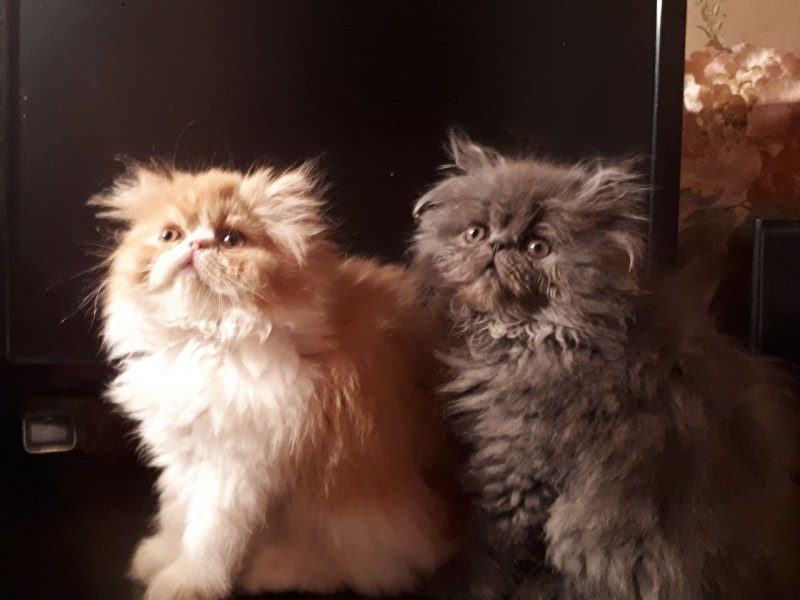 Персидские коты экстремалы