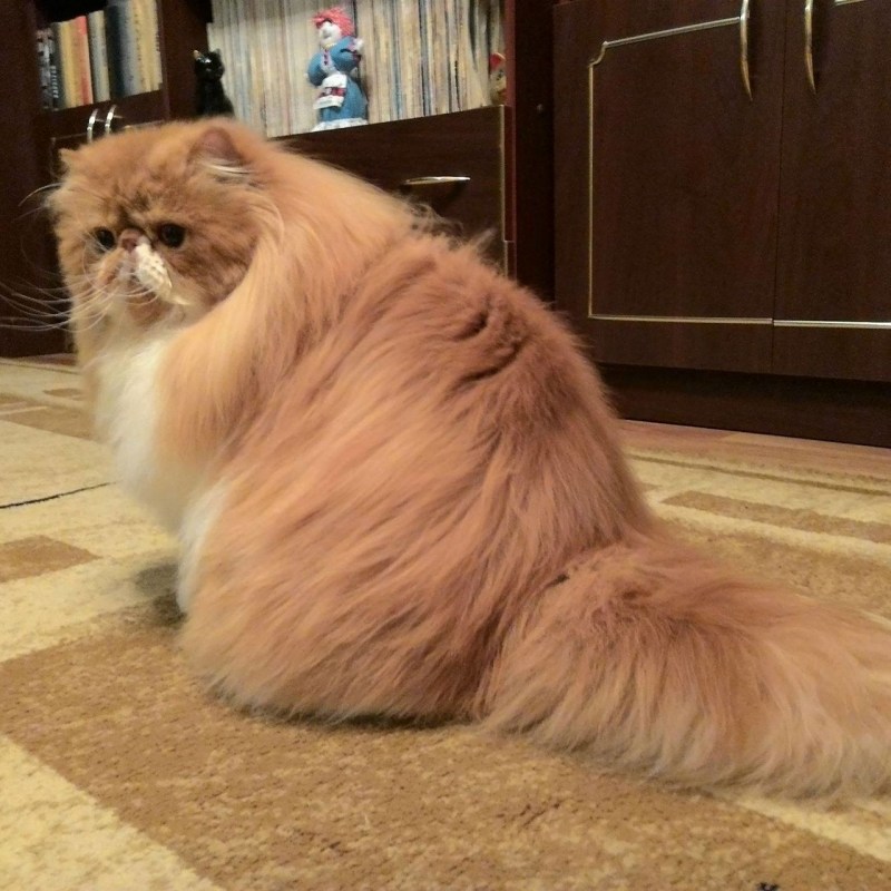 Экстремалы коты рыжие
