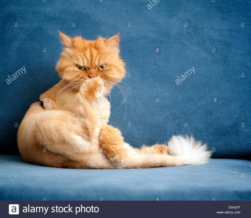 Классический персидский кот рыжий