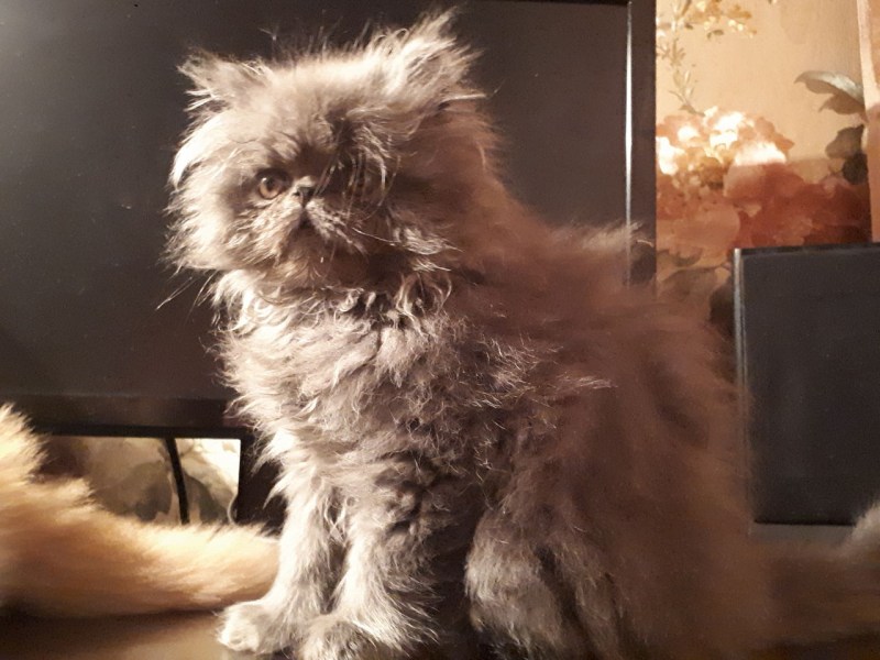 Котята персы экстримал