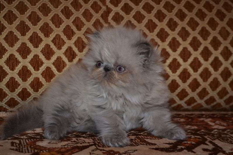 Рыжий персидский кот