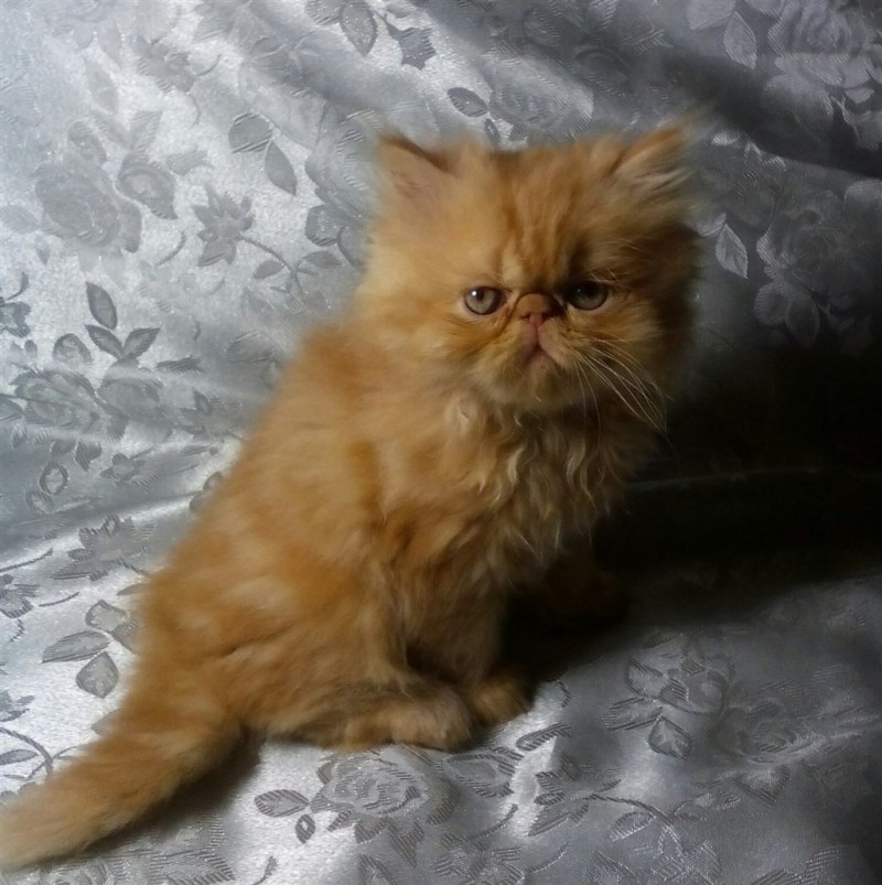 Кот персидский экстремал персиковый